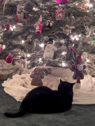 21st Dec 2014 - Cats Love & Admire Christmas Trees!