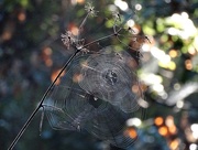 23rd Dec 2014 - Tangled Webs