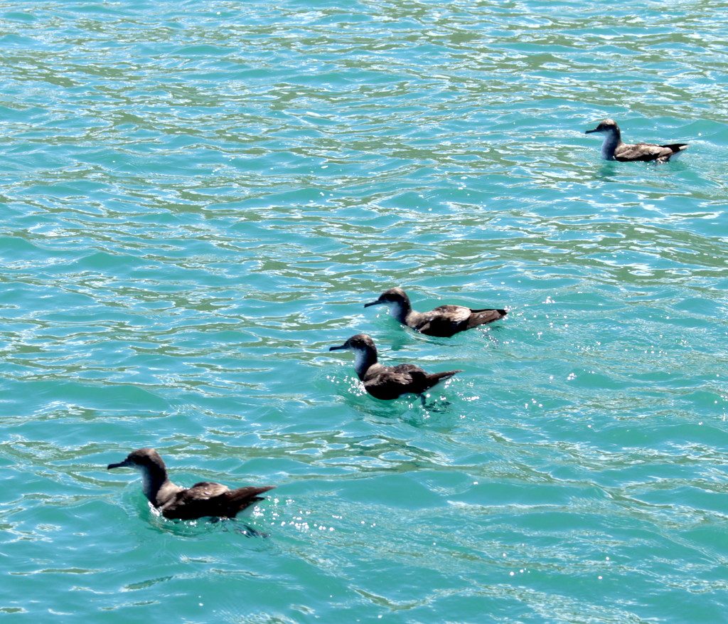 Ducks in a row - except they are sooty shearwaters!  by kiwinanna
