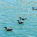 Ducks in a row - except they are sooty shearwaters!  by kiwinanna