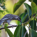 Young wattle bird by flyrobin