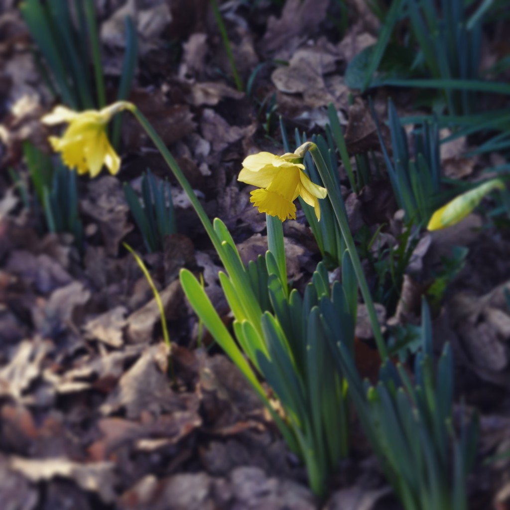Winter Daffodils by mattjcuk