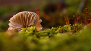24th Dec 2014 - Mushroom in the Moss