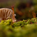 Mushroom in the Moss by leonbuys83