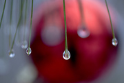 24th Dec 2014 - Christmas dew drops!