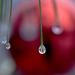 Christmas dew drops! by fayefaye