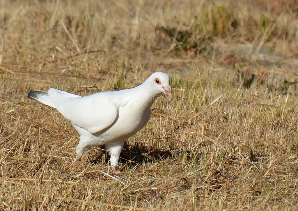 White Dove by salza