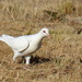 White Dove by salza