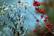 24th Dec 2014 - Red Berries to Cheer the Day