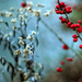 Red Berries to Cheer the Day by milaniet