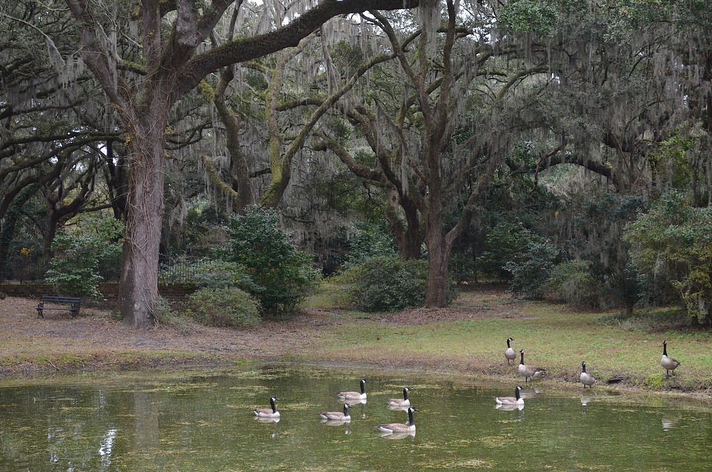 A peaceful interlude for visiting ducks at one of the small ponds at Charles Towne Landing State Historic Site in Charleston. by congaree
