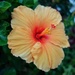 Maui hibiscus. by cocobella