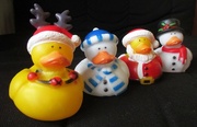 25th Dec 2014 - Have a quacking Christmas!