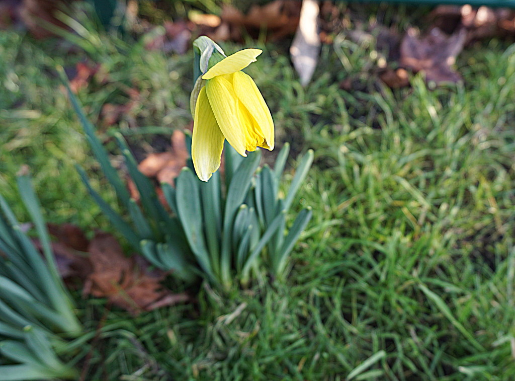 the first daffodil of the season by quietpurplehaze