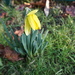 the first daffodil of the season by quietpurplehaze