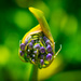Budding Agapanthus by gigiflower