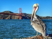 25th Dec 2014 - San Francisco Pelican
