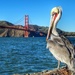 San Francisco Pelican by khawbecker