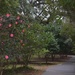 Path through the camellias, Charles Towne Landing State Historic Site, Charleston, SC by congaree