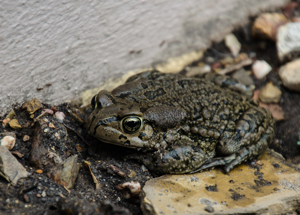 The Toad by salza