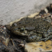 The Toad by salza
