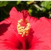 🌺 Hibiscus  by carolmw