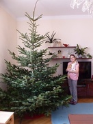 23rd Dec 2014 - Maybe huge tree, maybe tiny sister