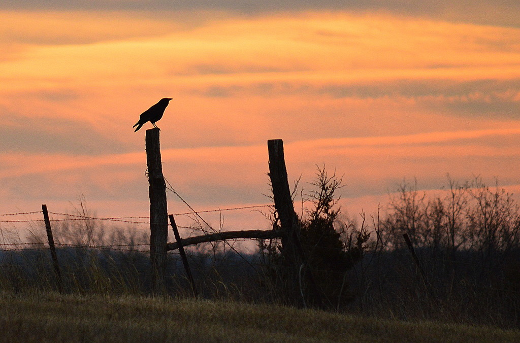 Morning Crow by kareenking