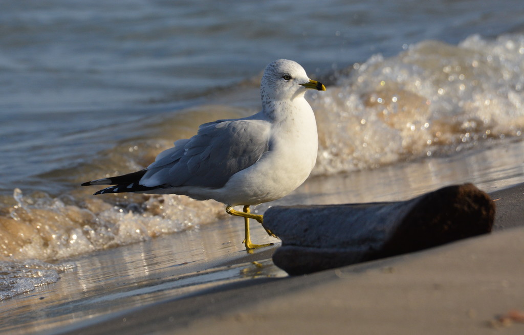 Seagull by jayberg
