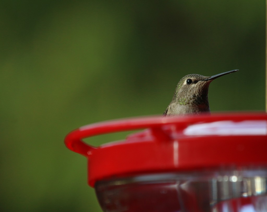Hummingbird by kimmer50