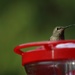 Hummingbird by kimmer50