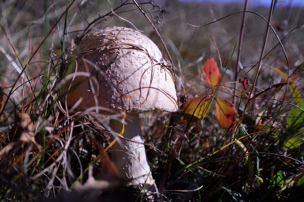 Poisonous mushroom by dora