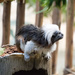 Cotton-top tamarin by rminer