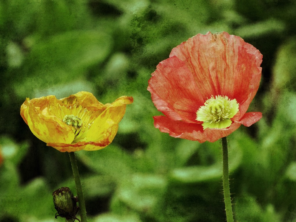 Golden Gate Poppies by khawbecker