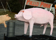 26th Dec 2014 - Meeting of the Pigs