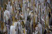 26th Dec 2014 - Corn left in the field