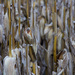 Corn left in the field by randystreat
