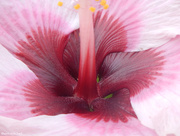 3rd Dec 2014 - Hibiscus flower, detail [SOOC]