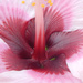 Hibiscus flower, detail [SOOC] by rhoing
