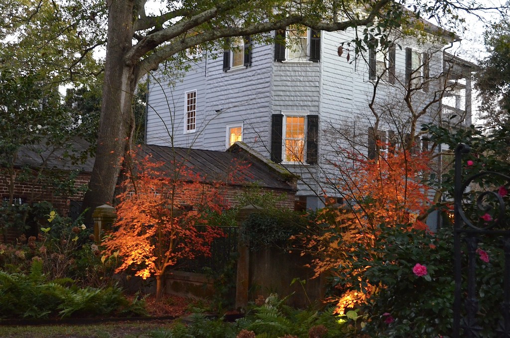 Illuminated autumn trees, historic district, Charleston, SC by congaree