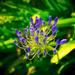 Agapanthus ready to flower! by gigiflower