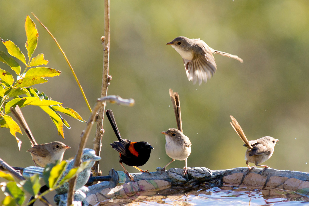 Fairy Wrens cooling off by bella_ss