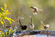27th Dec 2014 - Fairy Wrens cooling off