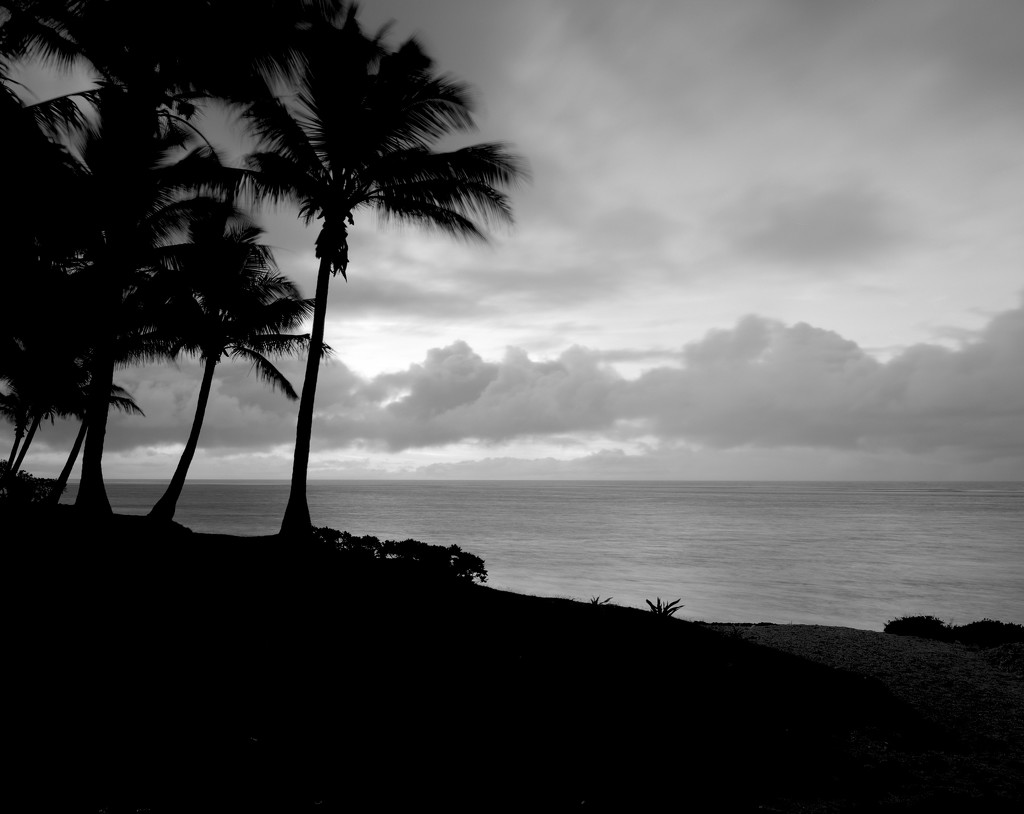 Swaying palms by peterdegraaff