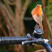 Robin on a BMX by richardcreese
