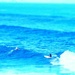 Surf in Hawai. by cocobella