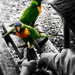 feed the birds our leftover lunch by annied