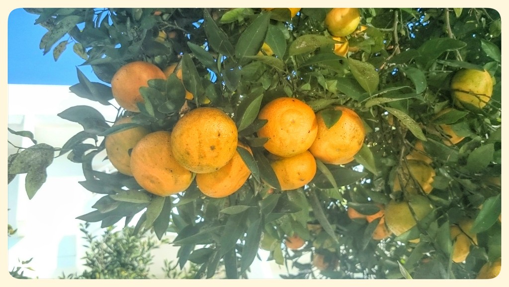 Oranges In Abundance  by carolmw
