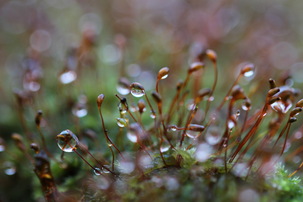 Messing with Macro and Moss by motherjane