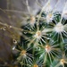 Cactus by sarahlh